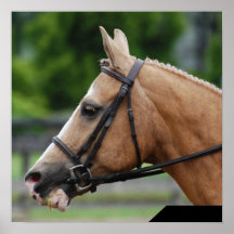 Palomino Horse Poster