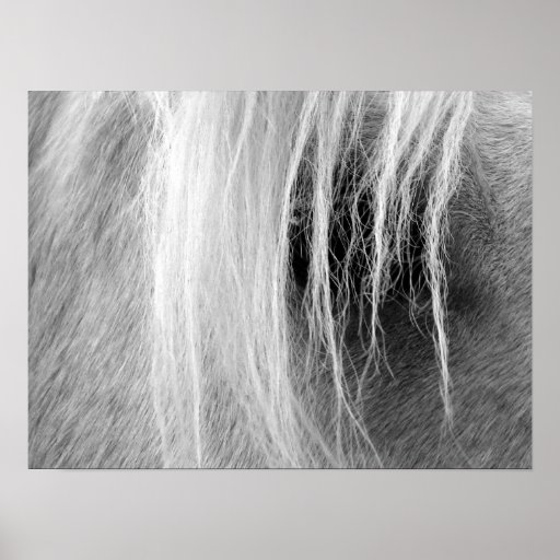 Palomino In Black and White Posters