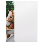 Palomino in Paddock Personalized Letterhead