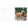 Palomino in Paddock Custom Photo Card