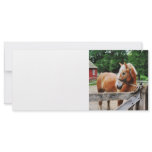 Palomino in Paddock Custom Rack Cards