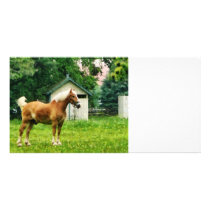 Palomino in Pasture Custom Photo Card