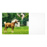 Palomino in Pasture Custom Photo Card