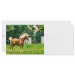 Palomino in Pasture Rack Card Template