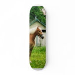 Palomino in Pasture Skate Boards