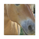 Palomino Magnet