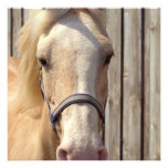 Palomino Pony Invitation