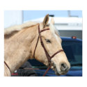 Palomino Poster posters