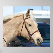 Palomino Poster