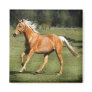 palomino power fridge magnets
