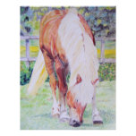 Palomino Princess Letterhead