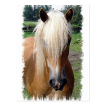 Palomino Quarter Horse Postcard
