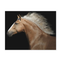 Palomino Stallion Post Cards