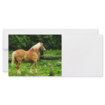 Palomino Walking Away Customized Rack Card