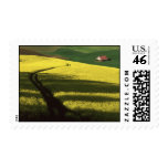 Palouse Canola in Bloom Stamp