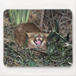 Pampas cat (Felis colocolo) mousepads