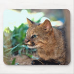Pampas cat (Felis colocolo) mousepads
