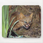 Pampas cat (Felis colocolo) mousepads