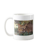 Pampas cat (Felis colocolo) mugs
