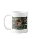 Pampas cat (Felis colocolo) mugs