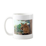 Pampas cat (Felis colocolo) mugs