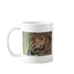 Pampas cat (Felis colocolo) mugs