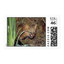 Pampas cat (Felis colocolo) Stamps