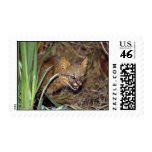 Pampas cat (Felis colocolo) postage