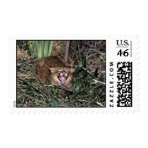 Pampas cat (Felis colocolo) Stamp