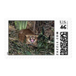Pampas cat (Felis colocolo) postage