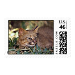 Pampas cat (Felis colocolo) postage