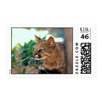 Pampas cat (Felis colocolo) Postage