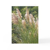 Pampas grass cards