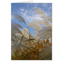 Pampas Grass Card