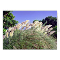 Pampas Grass cards