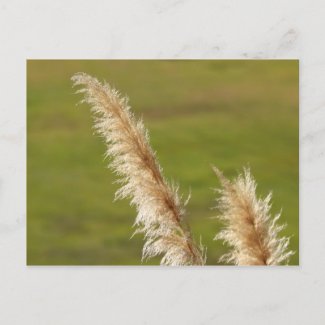 Pampas Grass Post Cards