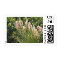 Pampas grass postage