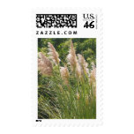 Pampas grass postage