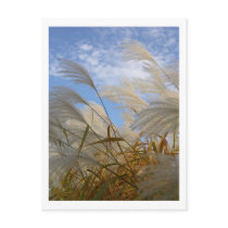 Pampas Grass Postcard