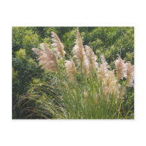 Pampas grass postcards
