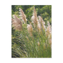 Pampas grass postcards