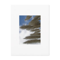 Pampas Postcard