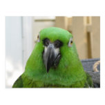 Panama Amazon Green Parrot postcard