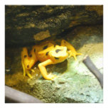 Panamanian Gold Frog Invitations