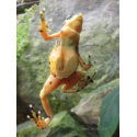 Panamanian Golden Frog 1 print