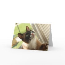 Pancake Card