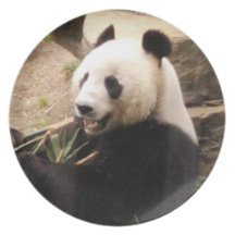 Pand bear eating bamboo plate