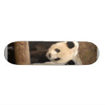 panda100 skate board
