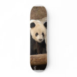 panda100 skate board