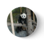 panda121 button